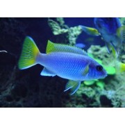 Pseudotropheus acei