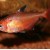 Hyphessobrycon eques - Minoras