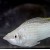 Poecilia velifera White - Balta velifera