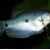 Trichogaster trichopterus - Marmurinis guramis