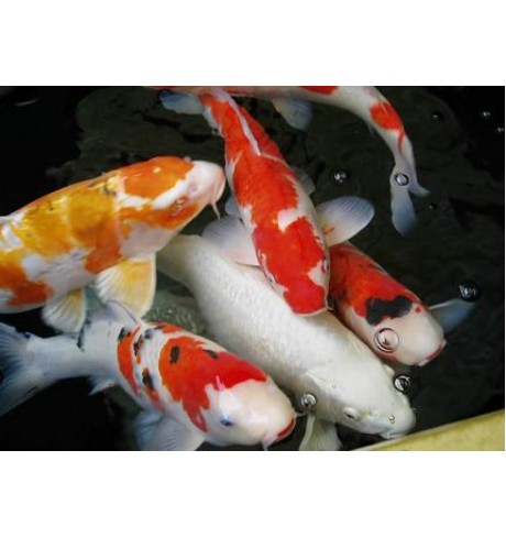 Naminis karpis KOI - Cyprinus carpio