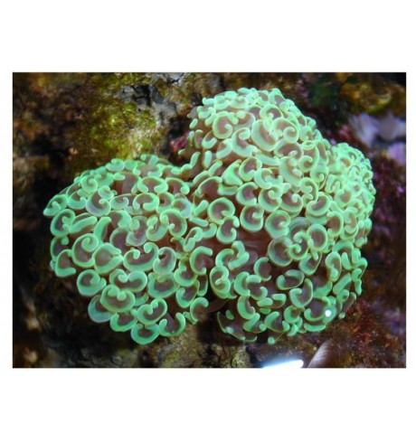 LSP pusiau kietas koralas - Euphyllia ancora