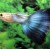 Poecilia reticulata - Gupija