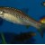 Rasbora wilpita
