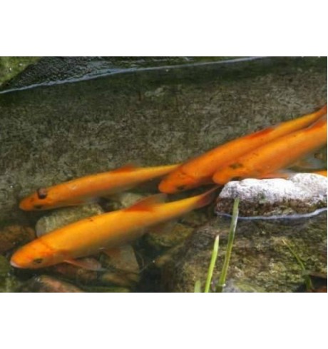 Orfa - Leuciscus idus var. orphus Orfa - Leuciscus idus var. orphus