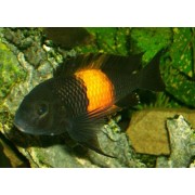 Tropheus sp. Black bempa