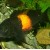 Tropheus sp. Black bempa
