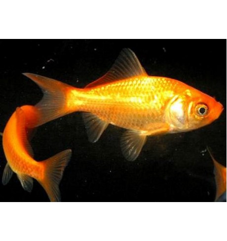 Kometa Auksinė - Carassius auratus