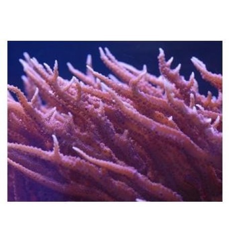 SPS kietasis koralas - Seriatopora stellata