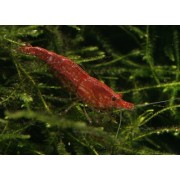 Neocardina heteropoda Red Cherry - Krevetė Red Cherry