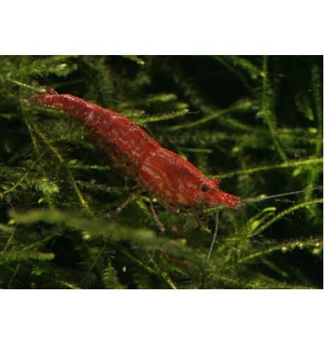 Neocardina heteropoda Red Cherry - Krevetė Red Cherry
