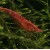 Neocardina heteropoda Red Cherry - Krevetė Red Cherry