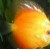 Symphysodon aequifasciatus Malboro - Diskusas