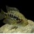 Parachromis managuensis
