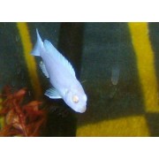 Metriaclima Snow White