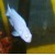 Metriaclima Snow White