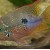 Thorichthys ellioti - Elio ciklasoma