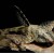Rineloricaria sp. bicolor