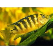 Pseudotropheus crabro