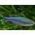 Boehlkea fredcochui - Mėlyna tetra