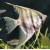 Pterophylum scalare - Skalaria