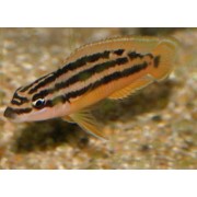 Julidochromis ornatus