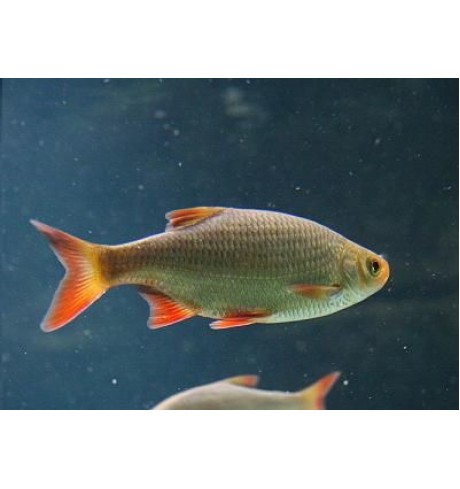 Raudė - Scardinius erythrophthalmus