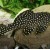 Baryancistrus sp. L018