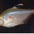 Hyphessobrycon erythrostigma - Eritrostigma