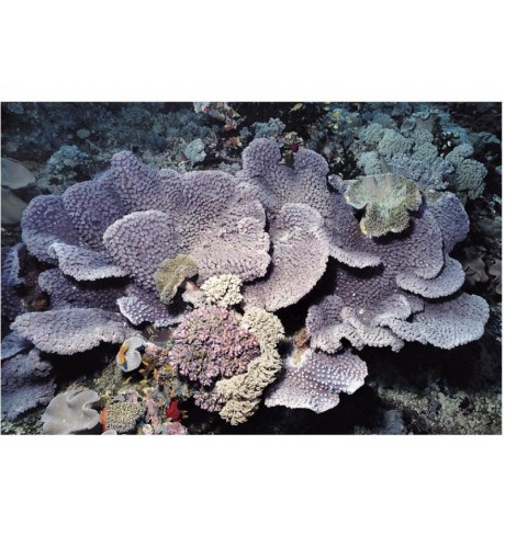 SPS kietasis koralas - Turbinaria peltata