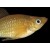 P.X. sphenops Gold Pearl Mix - Perlinė molinezija