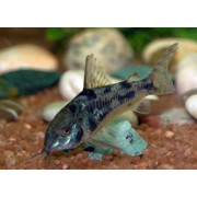 Corydoras paleatus