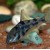 Corydoras paleatus