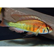 Haplochromis sp.