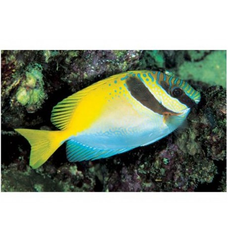 Siganus doliatus