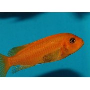 Maylandia sp. Red Red