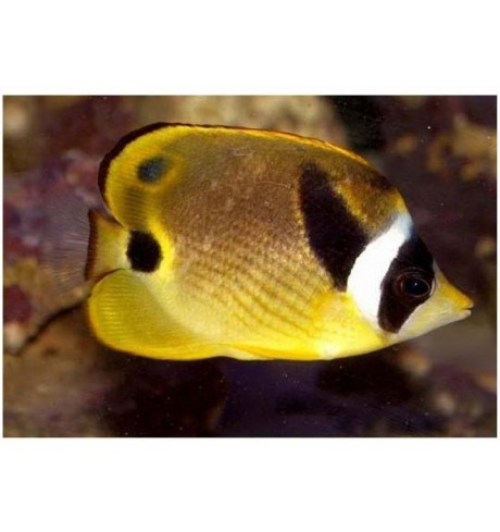 Chaetodon lunula