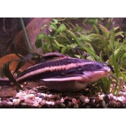Platydoras costatus - Platydoras