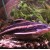 Platydoras costatus - Platydoras