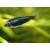 Nematobrycon palmeri Black - Juoda karališka tetra