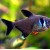 Megalamphodus megalopterus - Tetra megalamfodas juodu peleku