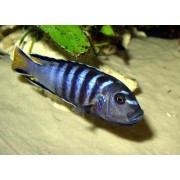 Pseudotropheus elongatus
