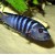 Pseudotropheus elongatus