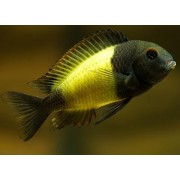 Tropheus sp. Ikola