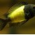 Tropheus sp. Ikola