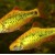Barbus semifasciolatus - Šuberto barbusas