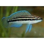 Julidochromis dikfeldi