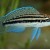 Julidochromis dikfeldi