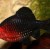 Barbus nigrofasciatus - Juodas barbusas