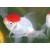 Carassius auratus auratus Cap Oranda - Auksinė su kepuraitė